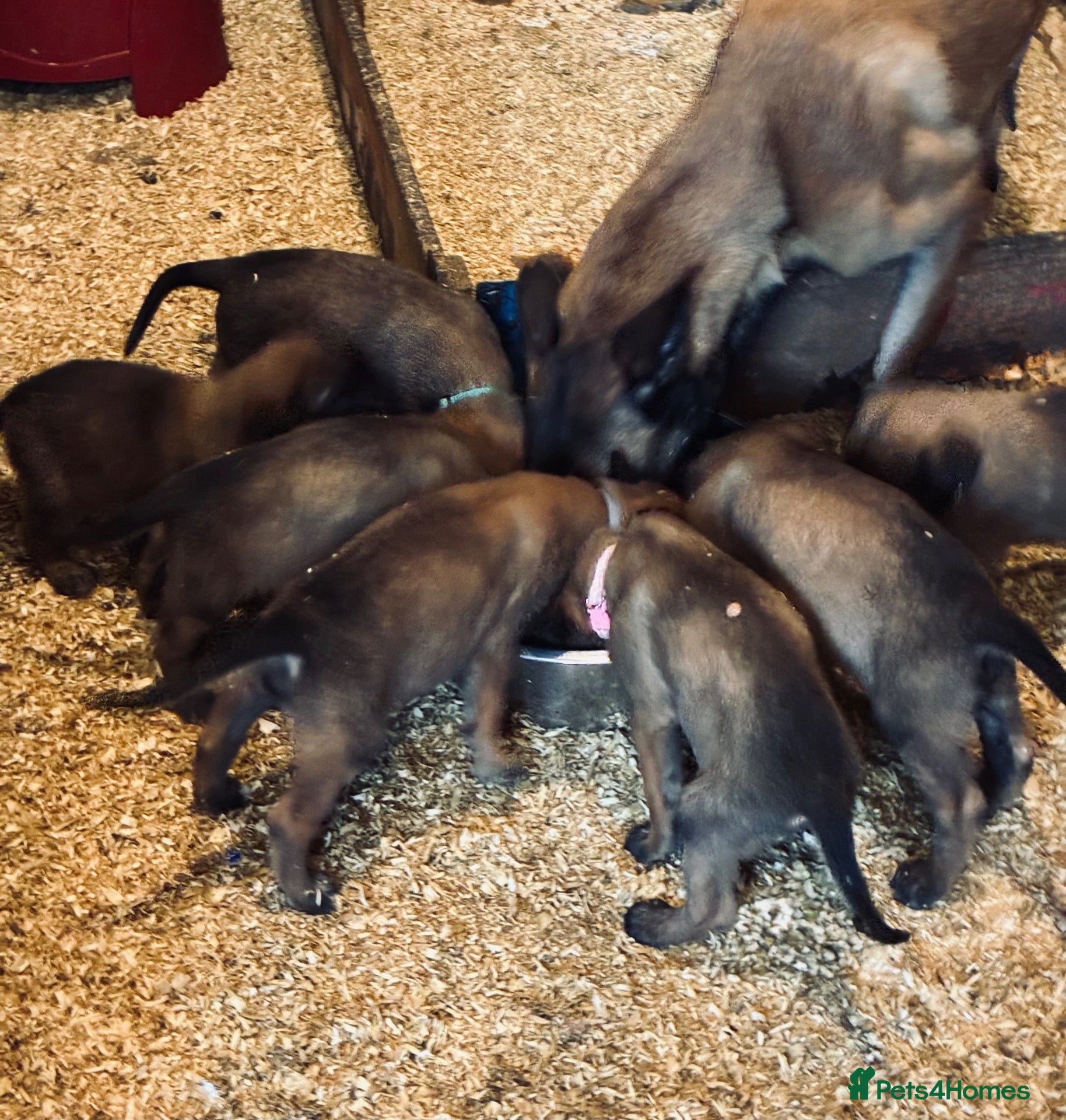 Belgian Shepherd Dog dogs for sale: Trainer realised Malinois , Belgian shepherd  - Advert 1