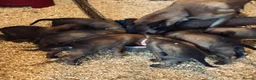 Belgian Shepherd Dog dogs for sale: Trainer realised Malinois , Belgian shepherd  - Advert 1