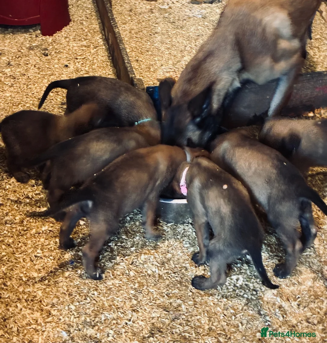 Belgian Shepherd Dog dogs for sale: Trainer realised Malinois , Belgian shepherd  - Advert 1