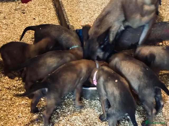 Belgian Shepherd Dog dogs for sale: Trainer realised Malinois , Belgian shepherd - Advert 1