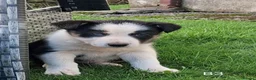 Border Collie dogs for sale: Beautiful Tri Colour Border Collie Puppies 🐶  - Advert 13
