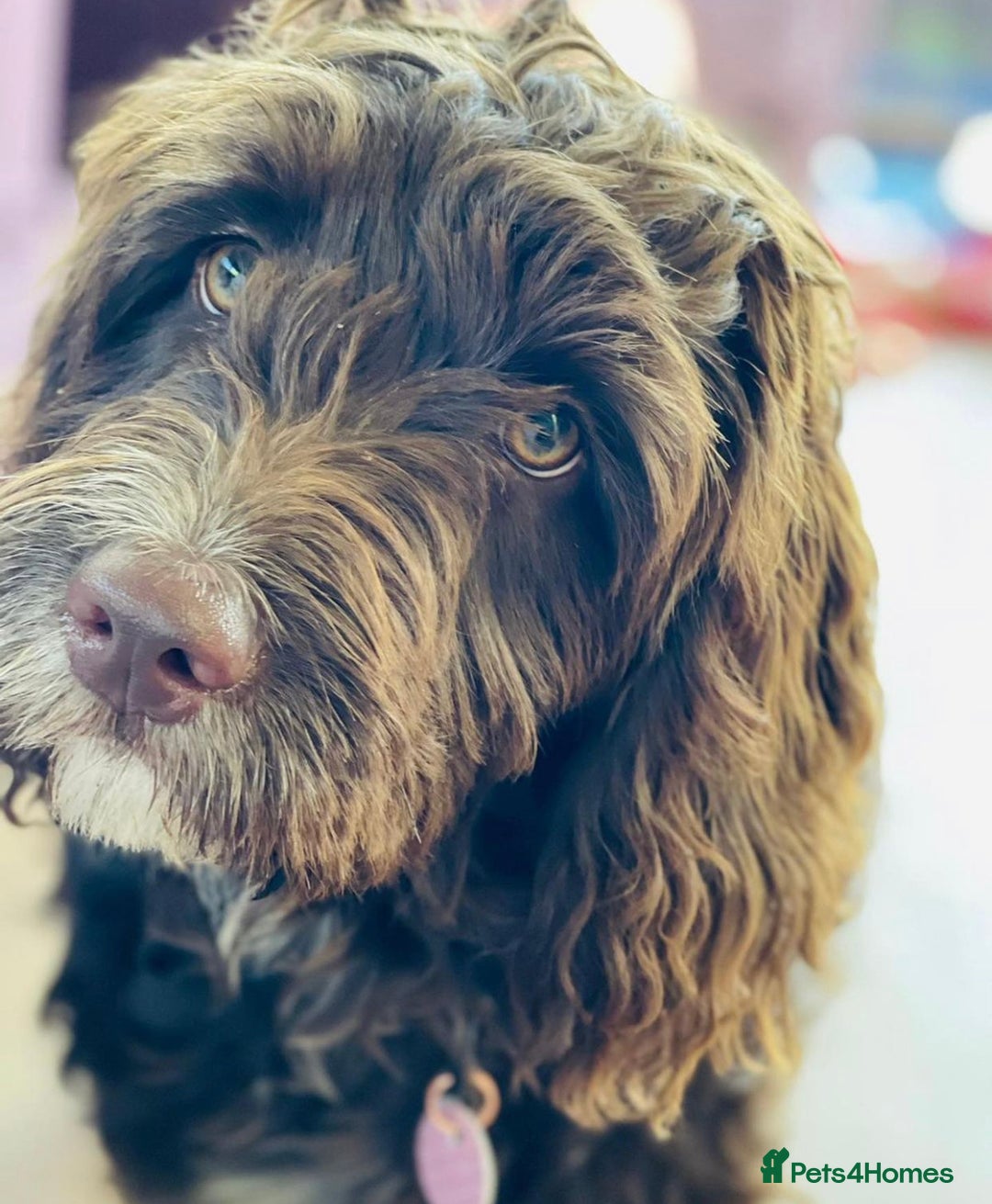 Labradoodle dogs for sale: ⭐️Miniature Multigen Labradoodle Puppies⭐️ - Advert 2