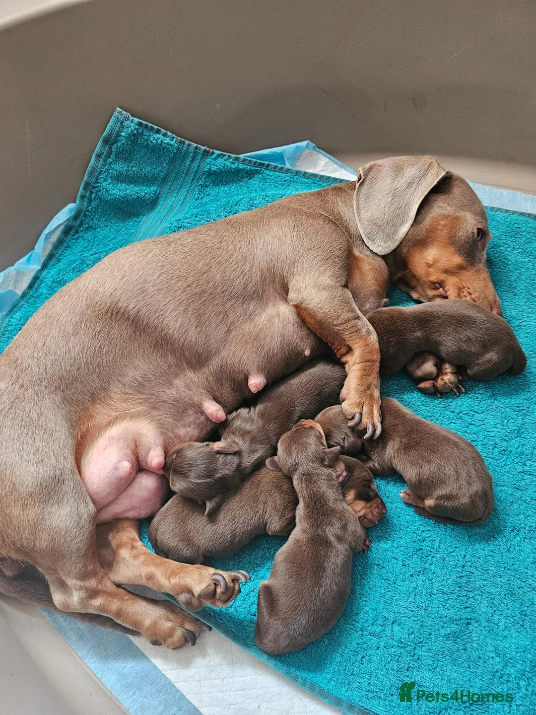 Miniature Dachshund dogs for sale: 3 of 5 KC registered Miniature Dachshund Pups - Advert 12