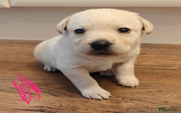 Labrador Retriever dogs for sale: Labrador Retriever Puppies - Image 14