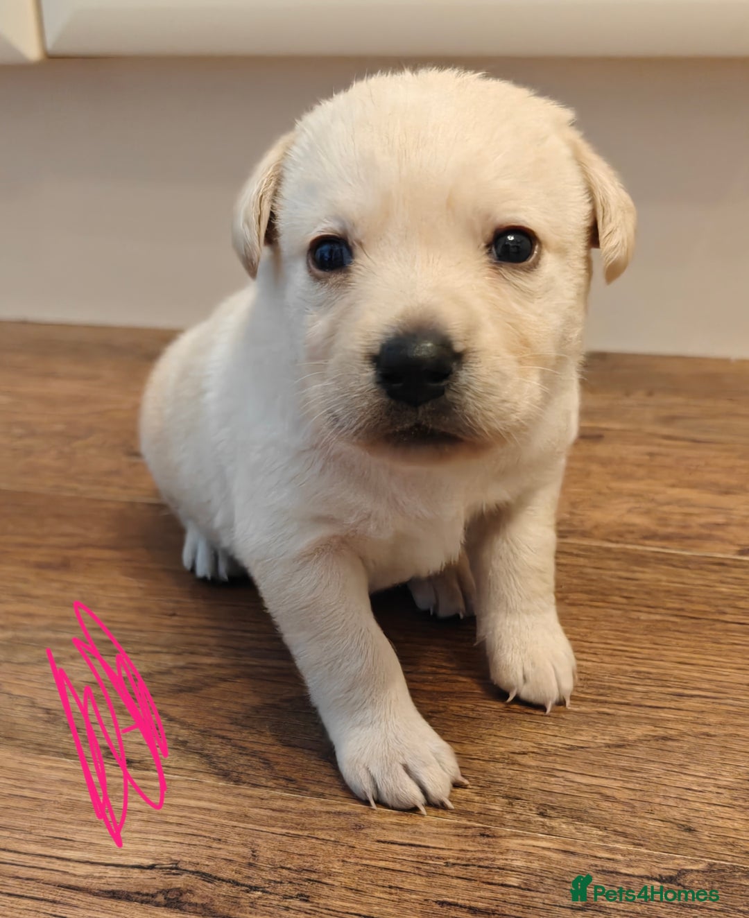 Labrador Retriever dogs for sale: Labrador Retriever Puppies - Image 14