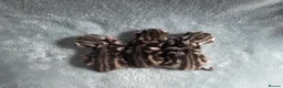 British Shorthair cats for sale: Show quality GCCF Silver Tabbies  in Rochester - Advert 8