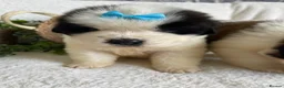 Saint Bernard dogs for sale: STUNNING ST BERNARD PUPPIES - Advert 15