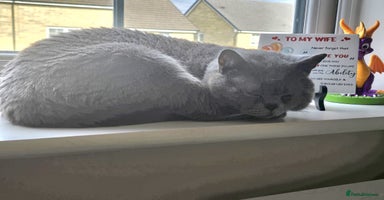 British Shorthair cats - Advert 15