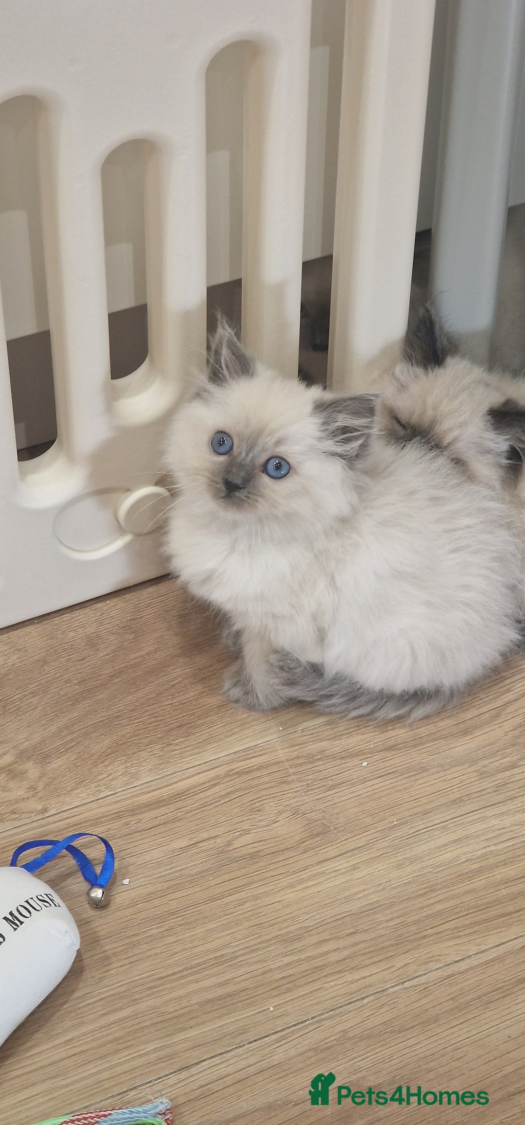 Ragdoll cats for sale: Ragdoll kittens ready now - Advert 17