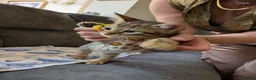 Mixed Breed cats for sale: Bengal mixed kittens - Advert 9