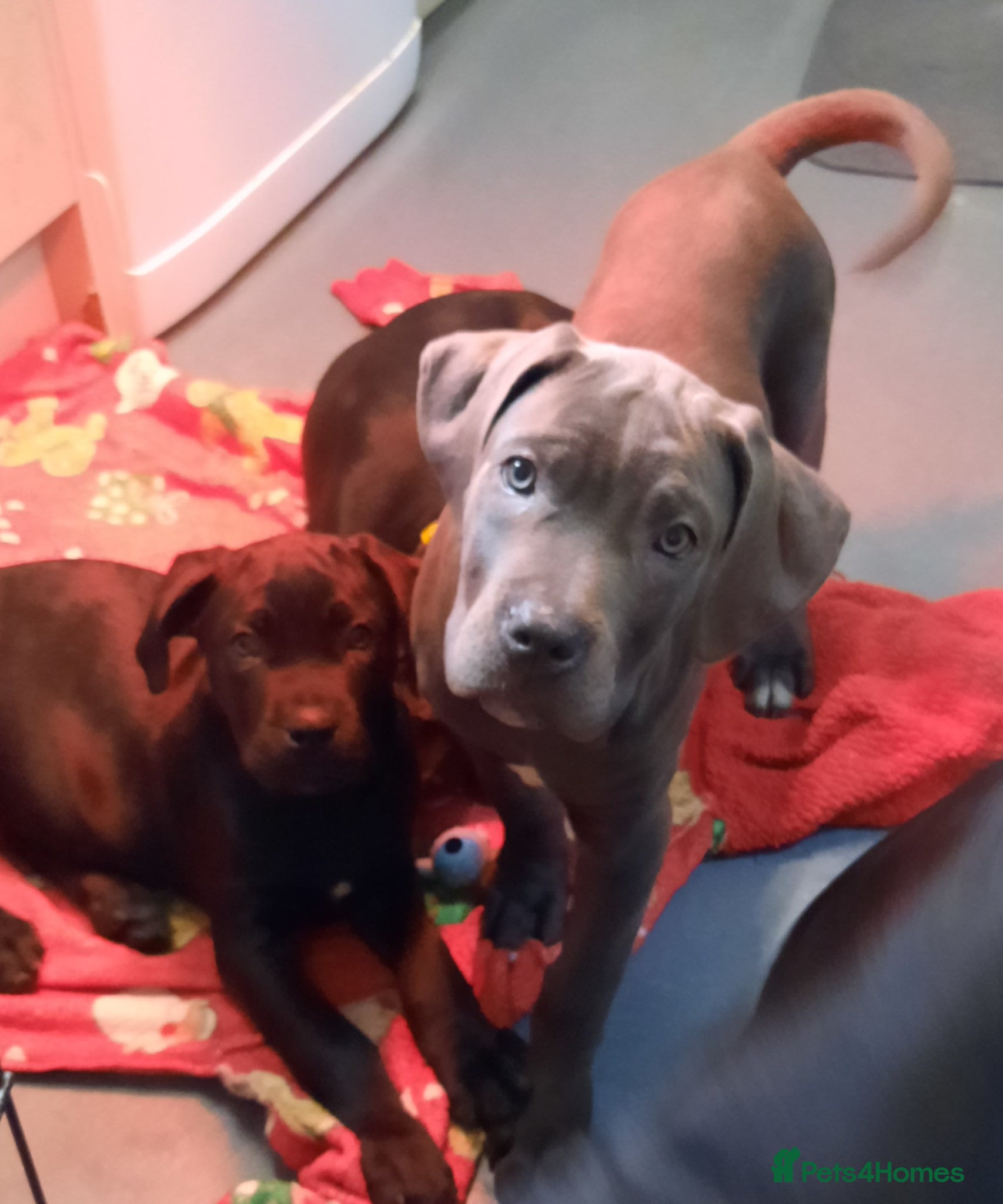 Cane Corso dogs CANE CORSO PUPPIES READY TO LEAVE! - Advert 18