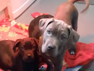 Cane Corso dogs CANE CORSO PUPPIES READY TO LEAVE! - Advert 18