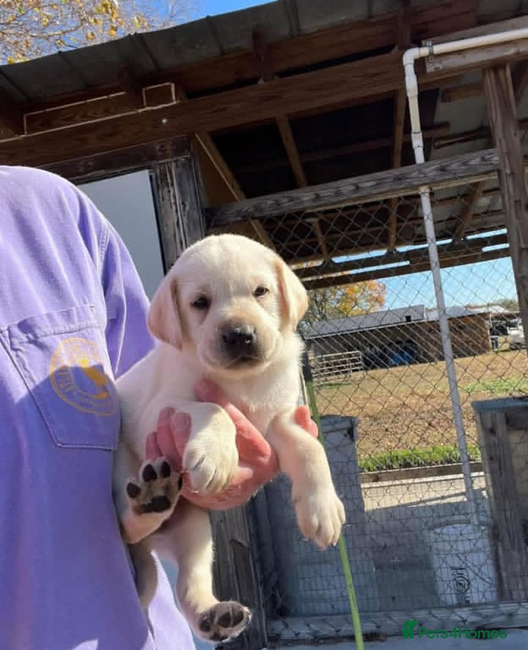 Labrador Retriever dogs for sale: Last few remaining 2 females 2 male lab pups - Image 1