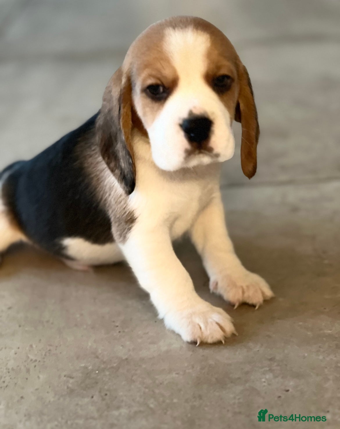 Beagle dogs Kc reg Charterwood /Davicard  Show winning    - Advert 1