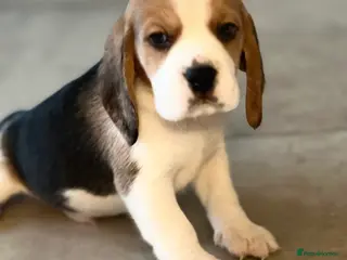 Beagle dogs Kc reg Charterwood /Davicard Show winning - Advert 1