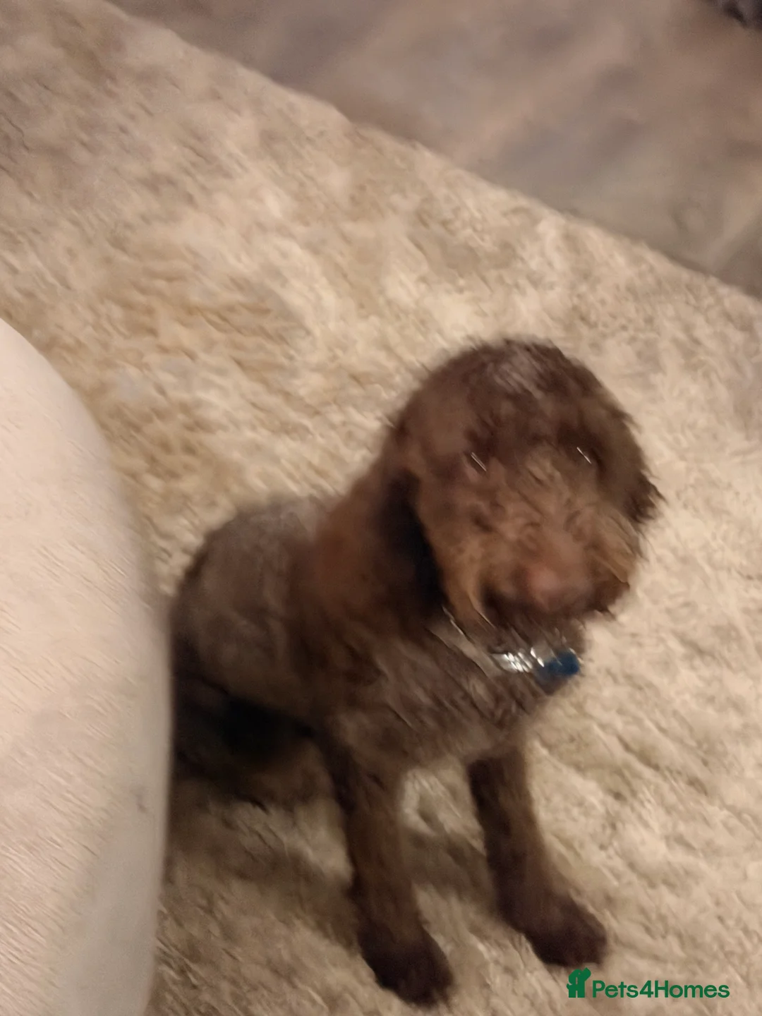 Cockapoo dogs for sale: Cockerpoo - Advert 4