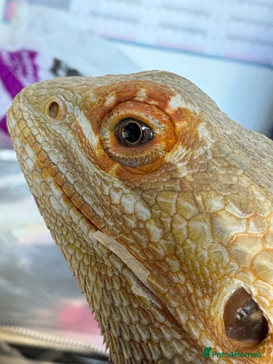 Bearded Dragon reptiles for sale: Female Bearded Dragon in Birkenhead - Advert 6