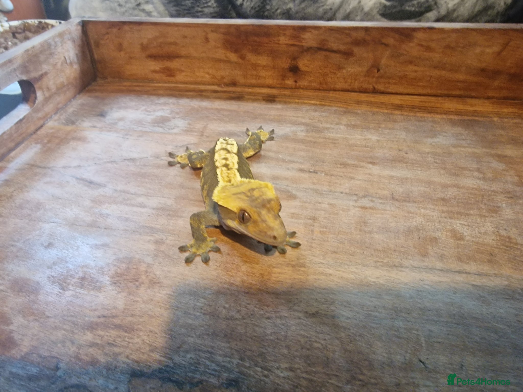 Gecko reptiles for sale: 8x Crested geckos/Full collection available!  - Advert 5