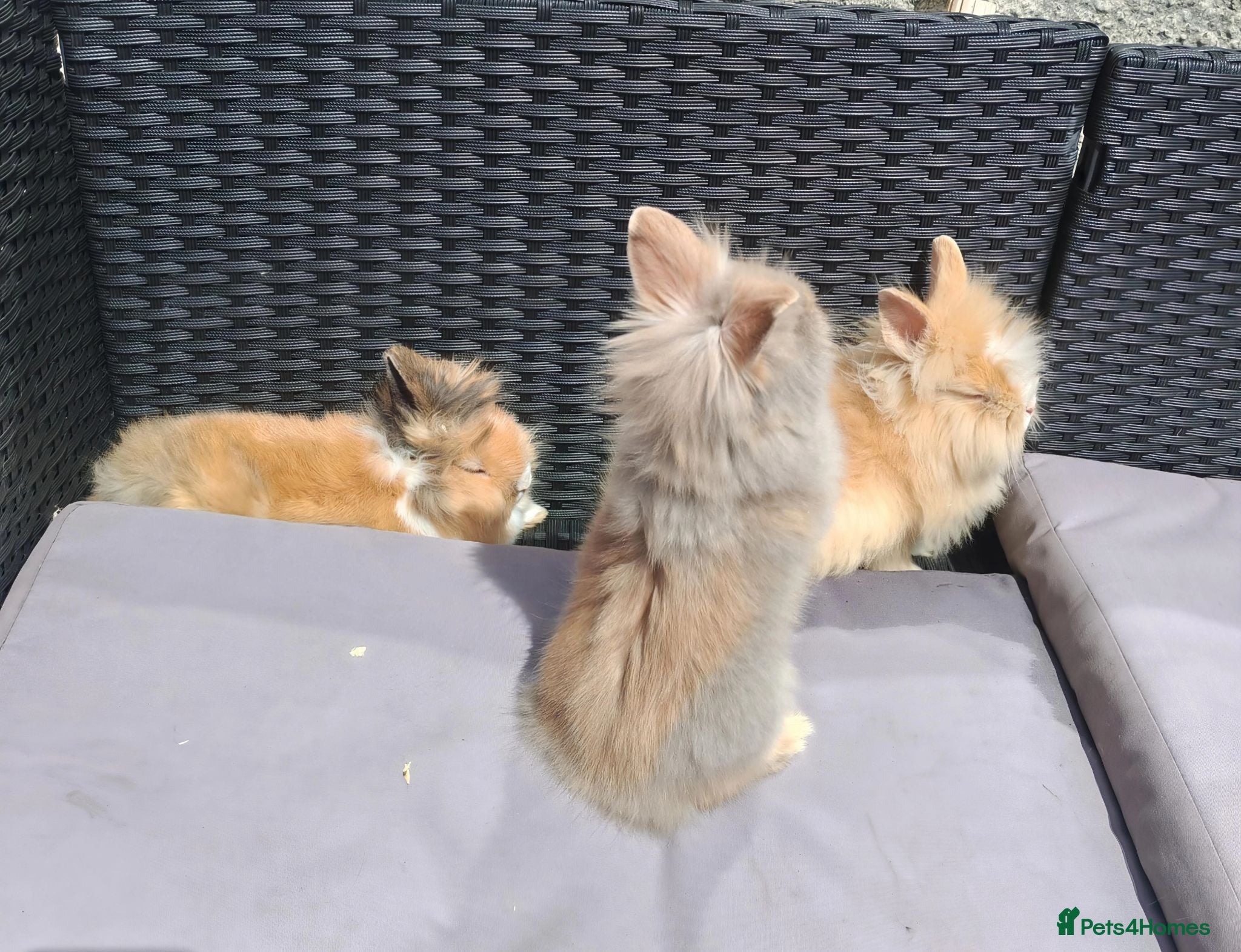 Lionhead rabbits Lion head babies.  - Advert 1