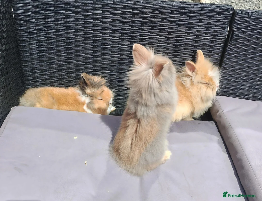 Lionhead rabbits for sale: Lion head babies.  - Advert 1