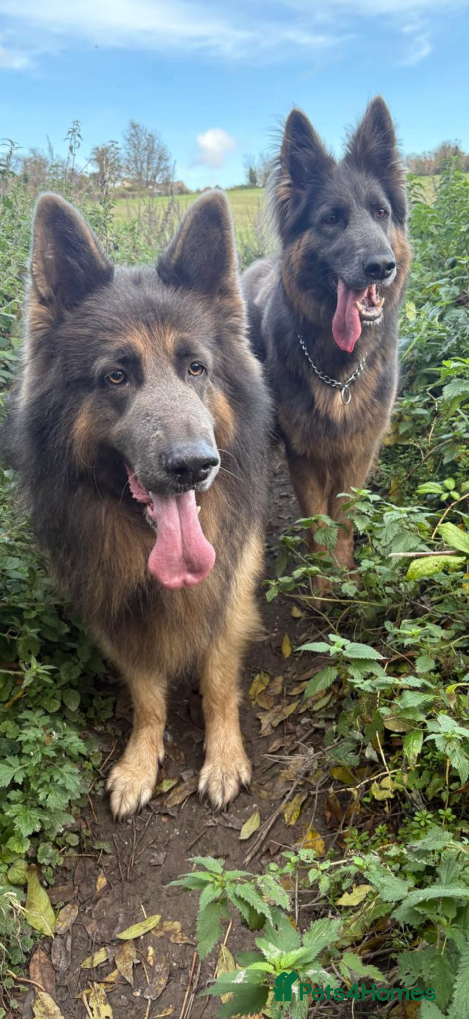 German Shepherd dogs Blue/Tan Puppies  - Advert 2