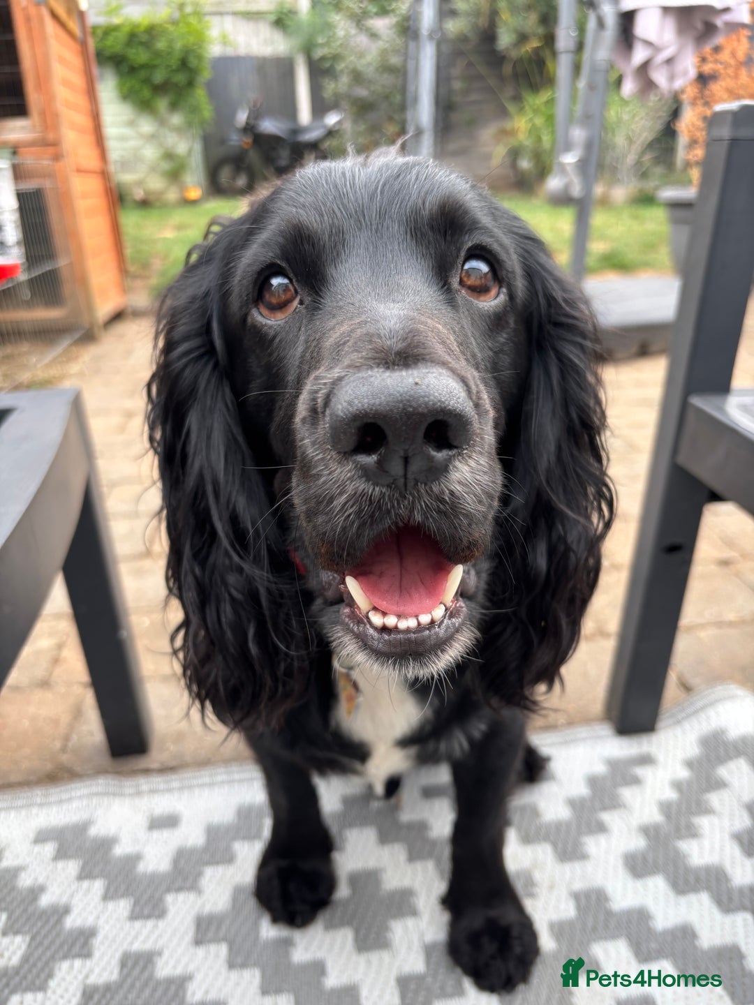 Cocker Spaniel dogs for stud: Bruce available for stud - Advert 3