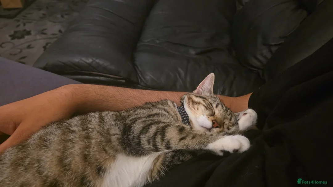 Gallery Image {{count}}