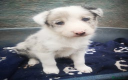 Border Collie dogs for sale: Beautiful Fluffy collie pups for sale  - Image 21