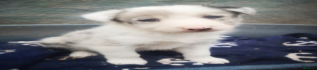Border Collie Puppy 1