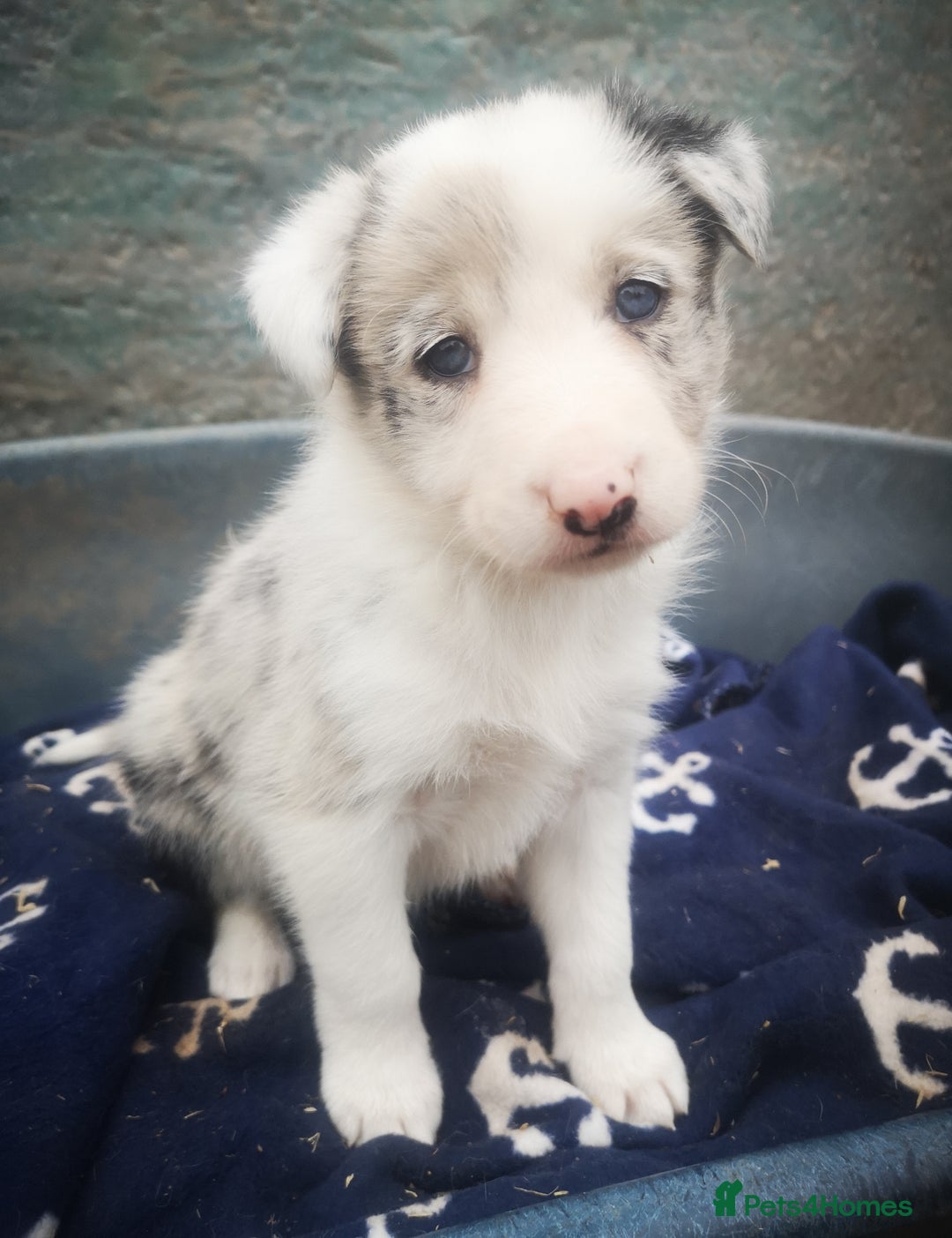 Border Collie dogs for sale: Beautiful Fluffy collie pups for sale  - Image 21