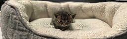 Bengal cats for sale: Bengal babies  - Advert 6