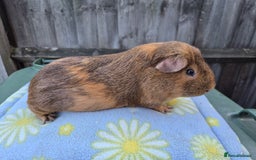 Guinea Pig rodents for sale: Guinea pigs  - Image 3
