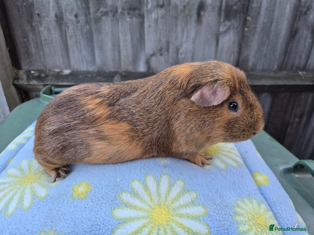Guinea Pig rodents for sale: Guinea pigs  - Image 3