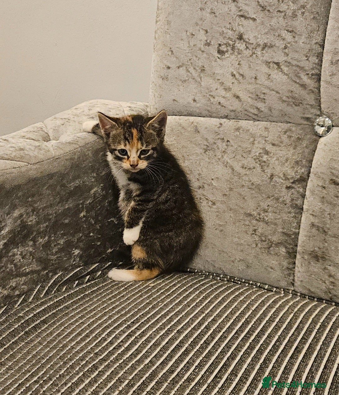 Mixed Breed cats for sale: Beautiful British shorthair kittens - Advert 5