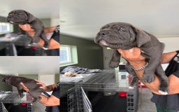Cane Corso dogs for sale: ICCF registered Champion Lines Cane Corso Puppies in Epsom - Image 12