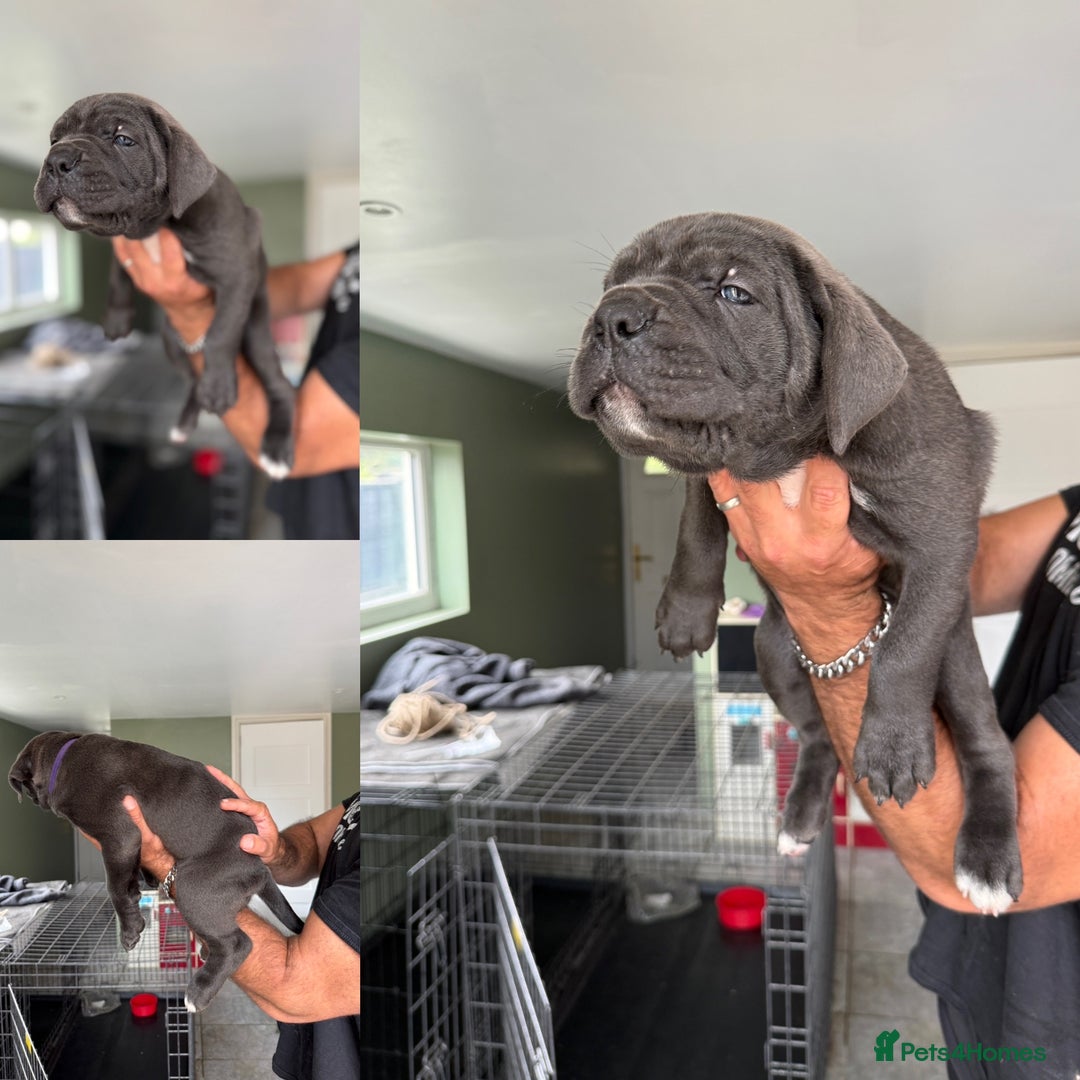 Cane Corso dogs for sale: ICCF registered Champion Lines Cane Corso Puppies in Epsom - Image 12