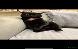 Persian cats for sale: Mother and daughter cats for sale  - Image 2