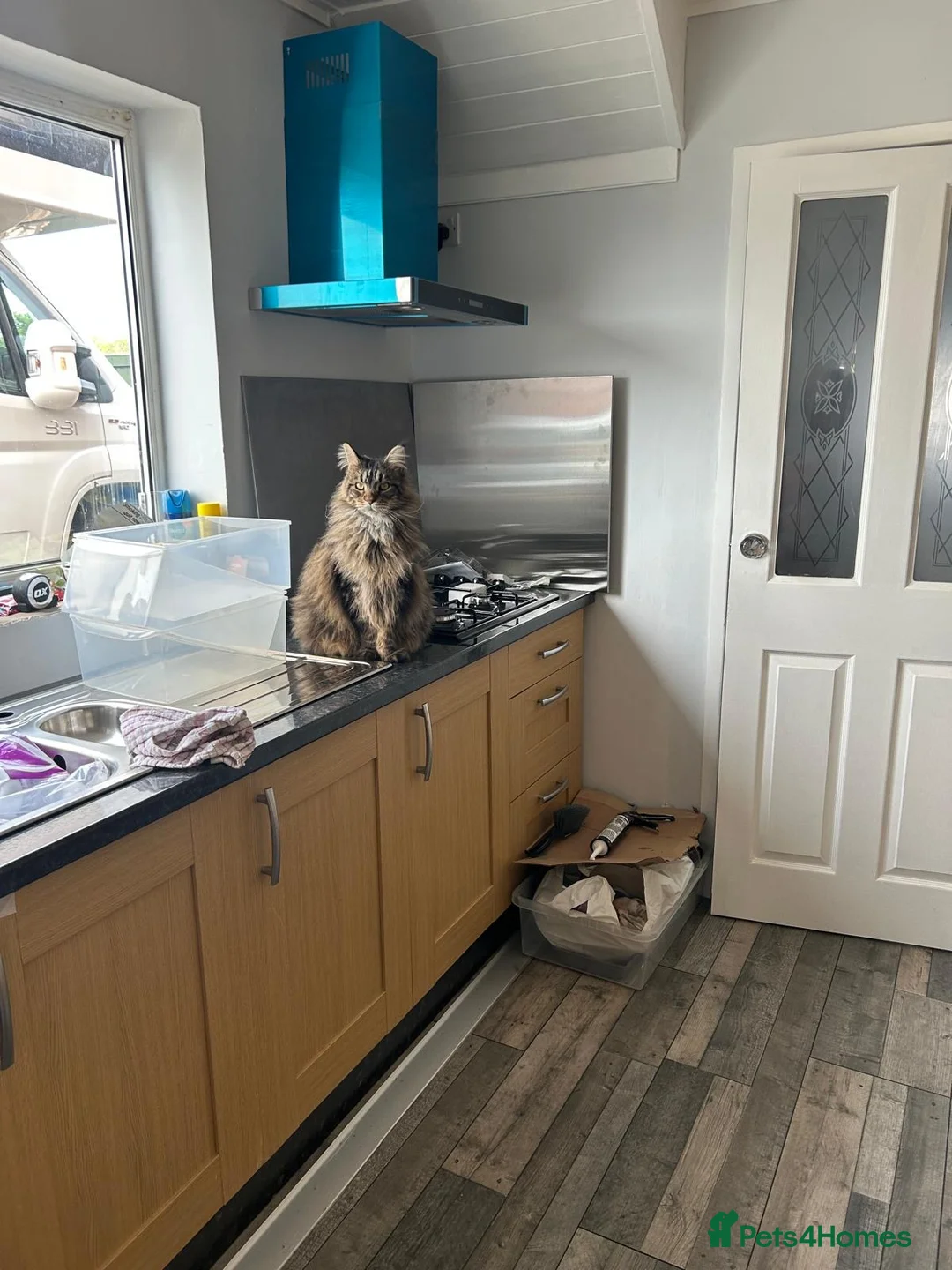 Maine Coon cats for sale: Maine Coon 6 year old female needs a loving home - Advert 2