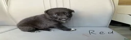Mixed Breed dogs for sale: 🐾 Beautiful Shollie puppies - Advert 11