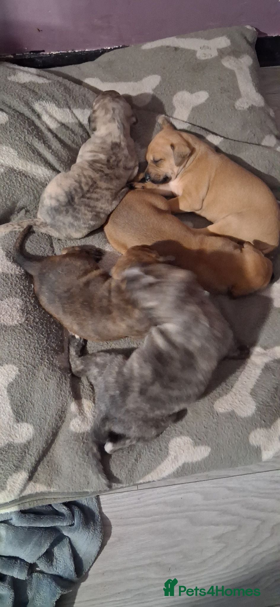 Mixed Breed dogs 6 beautiful bull x whippet  - Advert 1