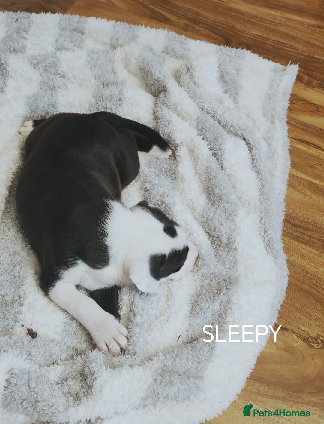 Mixed Breed dogs for sale:  REDUCED!! 2 OLD TYME BORDER COLLIE PUPPIES!  - Advert 18