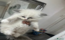 Ragdoll cats for sale: Ragdoll Kitten 3 - Blue eyed fluffy ragdoll kittens - Image 3
