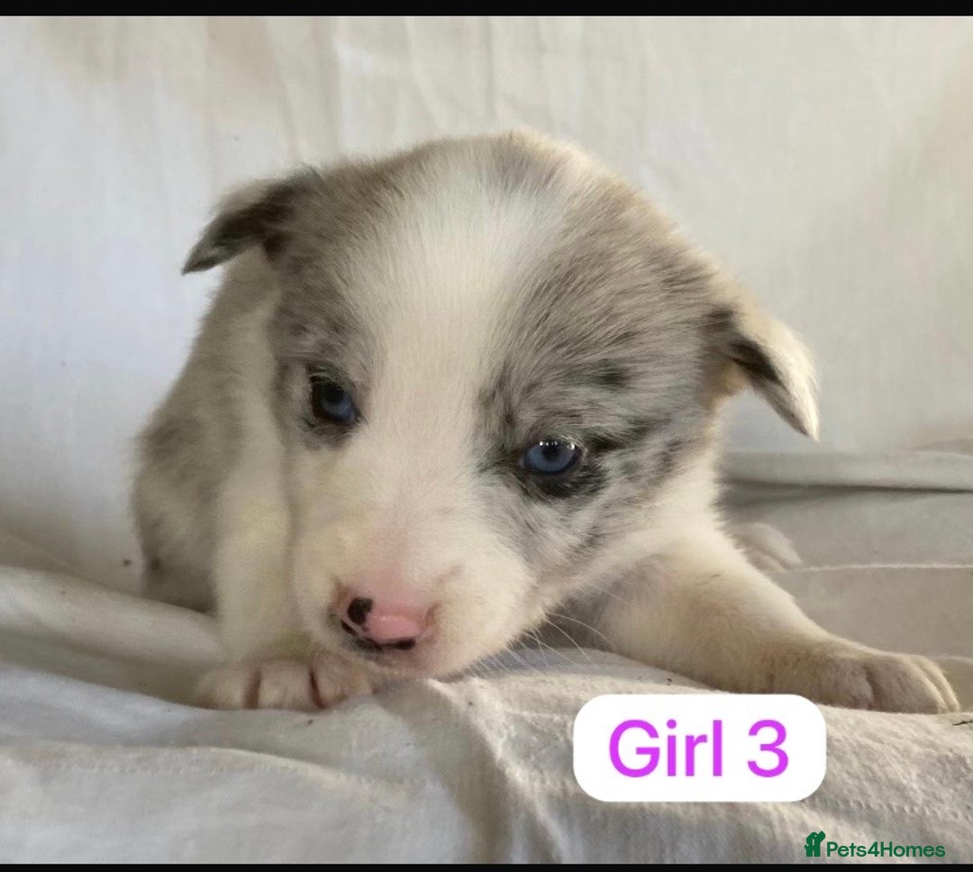 Border Collie dogs for sale: KC registered border collie puppies - Advert 12