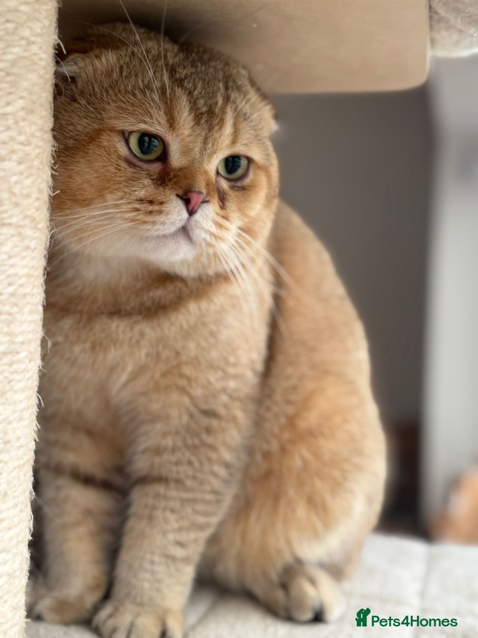 Scottish Fold cats Scottish fold for sale  - Advert 1