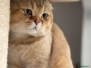 Scottish Fold cats Scottish fold for sale - Advert 1