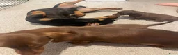 Dachshund dogs for sale: Dachshund puppies for sale ☺️ in Hockley - Advert 5