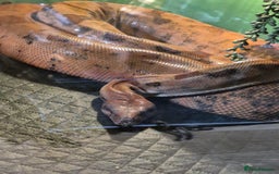Boa Snake reptiles for sale: Short tailed boa and full setup - Image 7