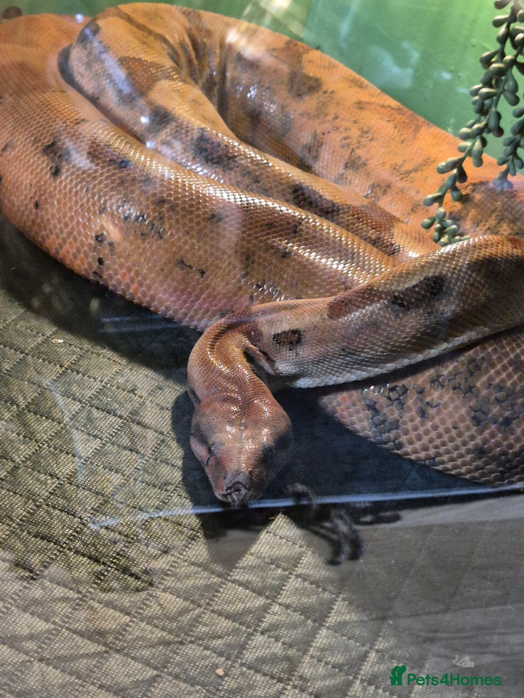 Boa Snake reptiles for sale: Short tailed boa and full setup - Image 7