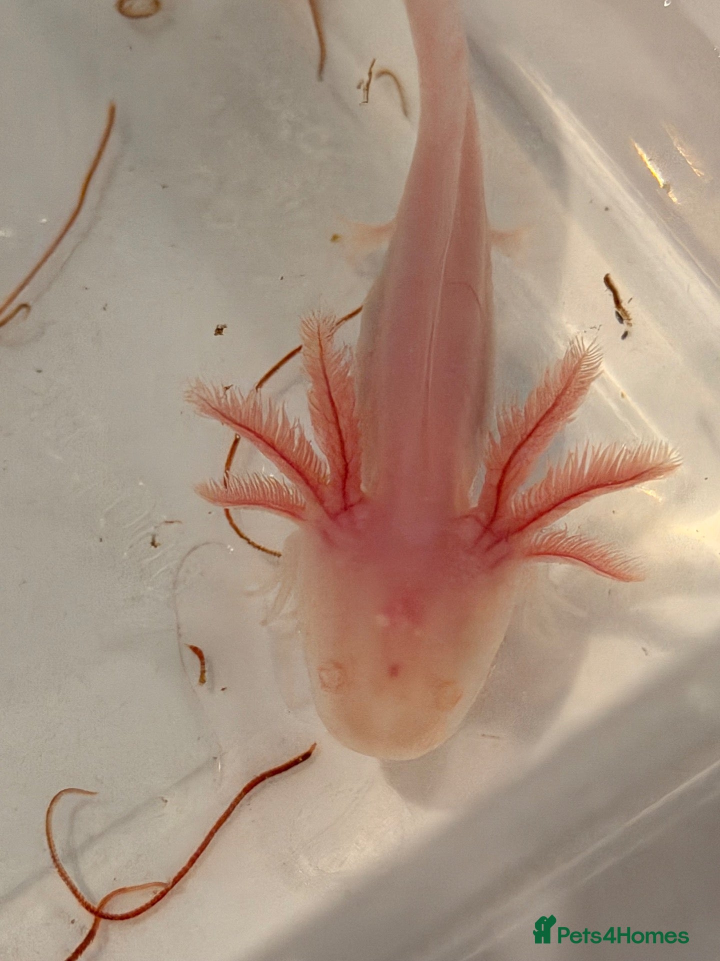 Axolotl reptiles 12 Axolotls ready to go 3 months old  - Advert 1