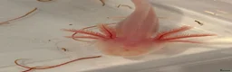 Axolotl reptiles for sale: 12 Axolotls ready to go 3 months old  - Advert 1